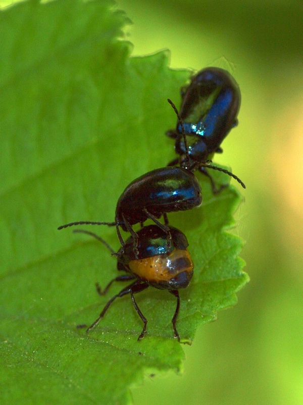 Chrysomelidae